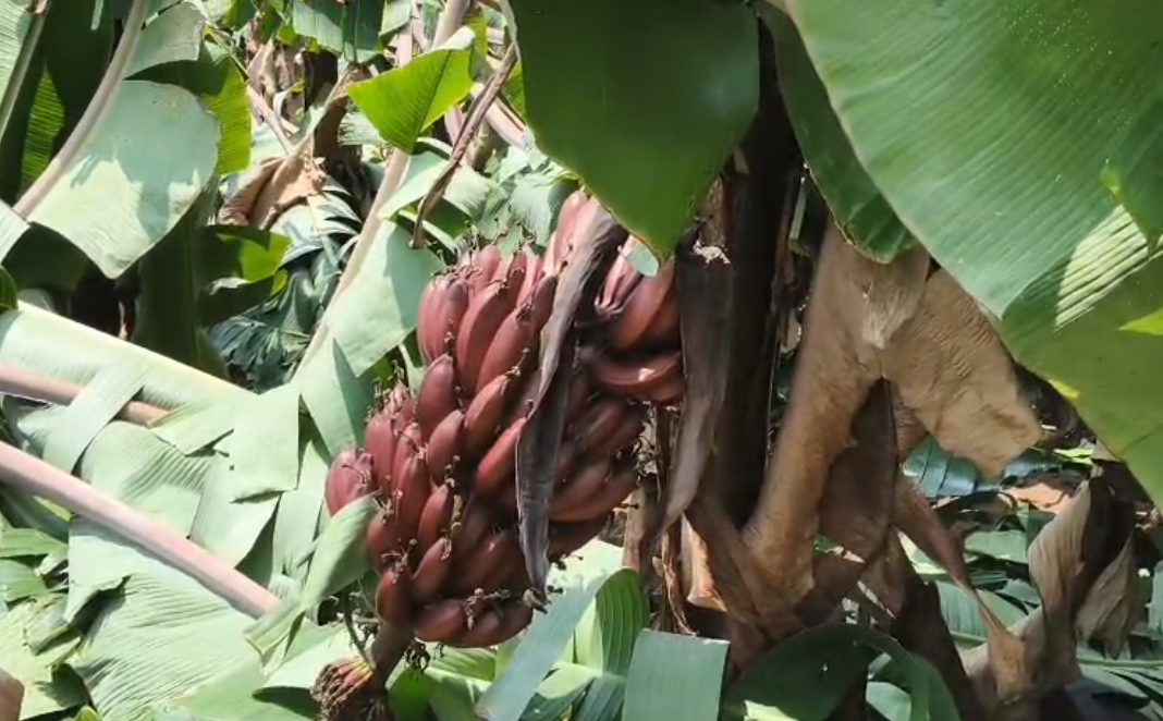 Theni district - Strong winds caused damage in yielding agriculture land