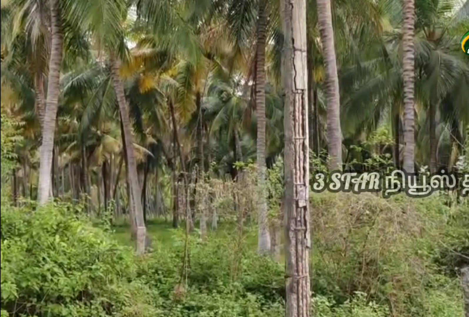 தேனி - ஆண்டிபட்டி தாலுகா பாலூத்து கிராம மயானத்தில் காவு வாங்க காத்திருக்கும் மின்கம்பம்